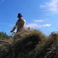 Foto: Lina Adolphson. Bild från höskörd på traditionellt vis.